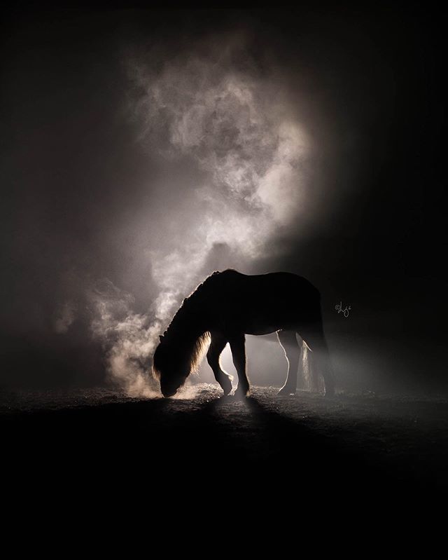 Завораживающая серия фотографий лошадей на фоне исландских пейзажей