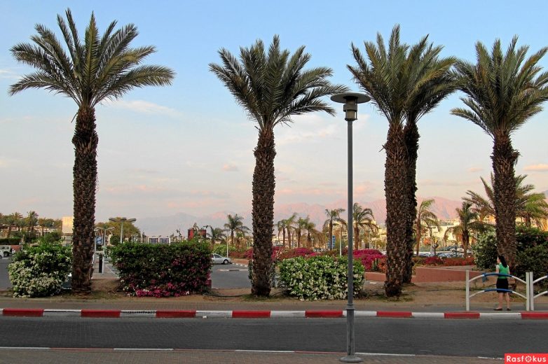 Израиль — страна-пустыня? Нет, страна-сад! Израиль — страна-пустыня? Нет, страна-сад!