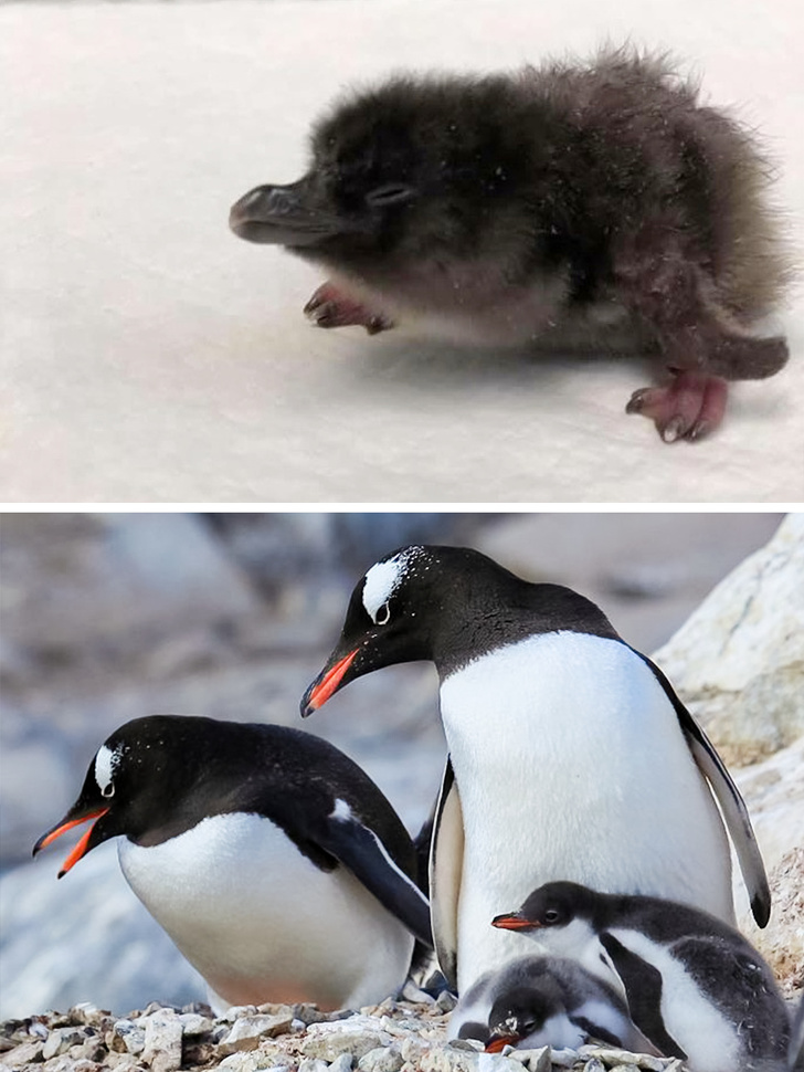 20 детенышей животных, которых вы не узнаете, ведь видели их только взрослыми домашние животные,животные,позитив,природа