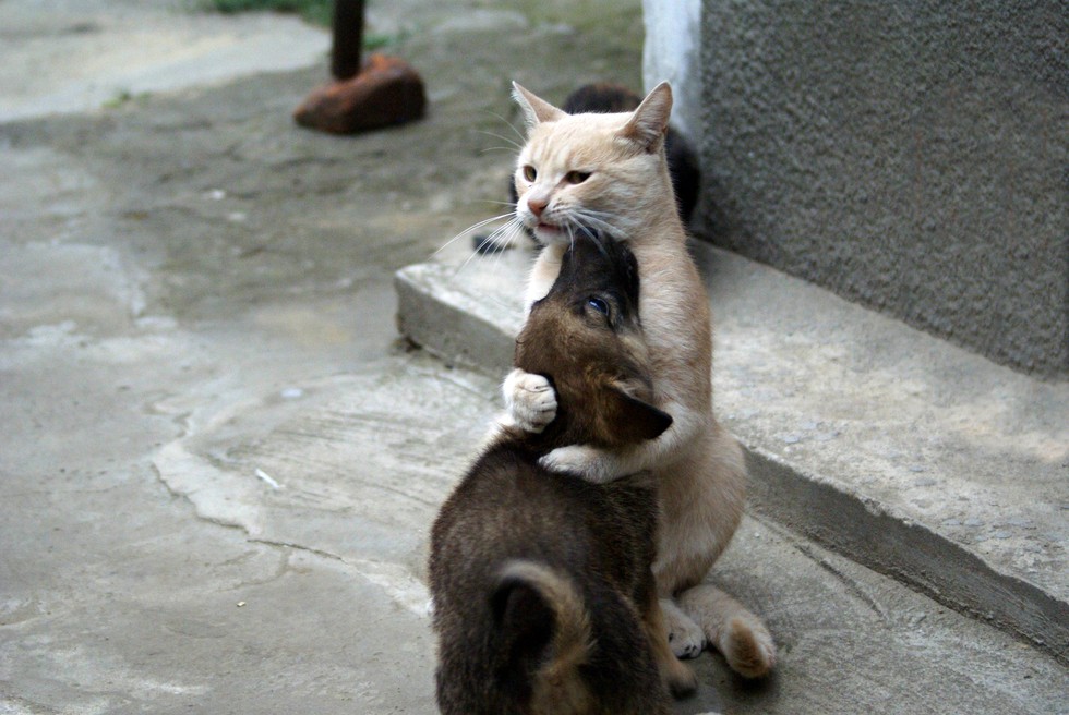 catslovedogs06