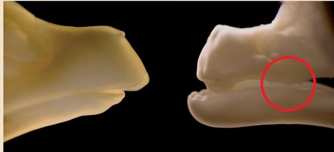 Те крошечные выступы, обведённые кругом, и есть зубы, которые получилось вырастить у эмбрионов цыплят. 