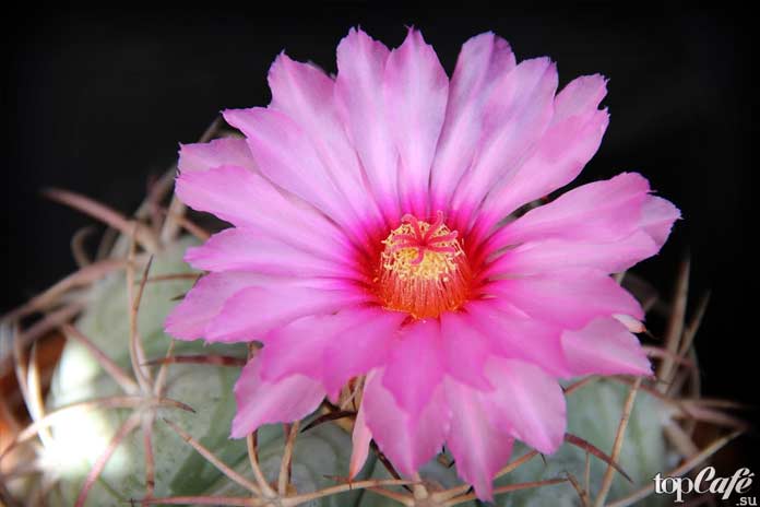 Эхинокактус Echinocactus