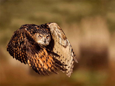 Прикольные гифки для улыбки Прикольные гифки для улыбки