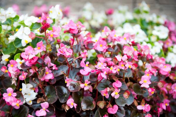 8 цветочных культур, которые сеют на рассаду в феврале дача,сад,цветоводство
