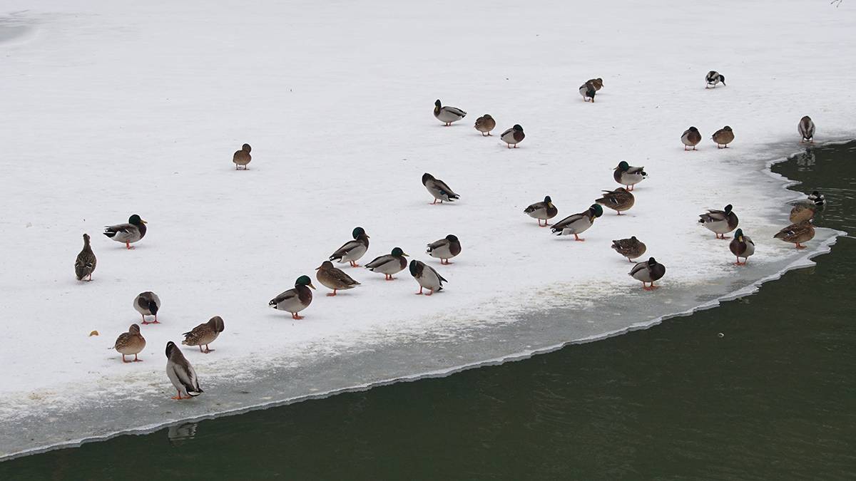 Около 5,5 тысячи водоплавающих птиц выбрали для зимовки водоемы Москвы