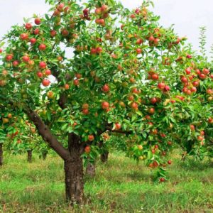 Как посадить яблоню весной