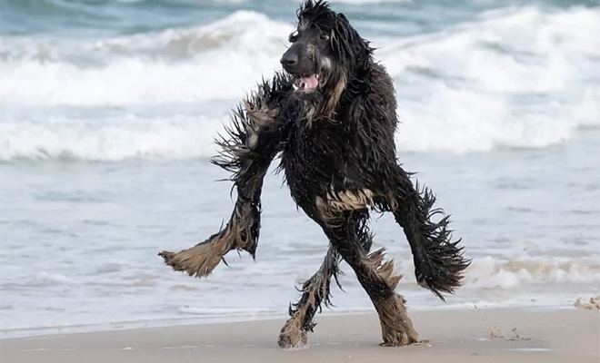 Снимок странной собаки с лапами в разные стороны озадачил людей и они стали гадать, как она бежала: фото