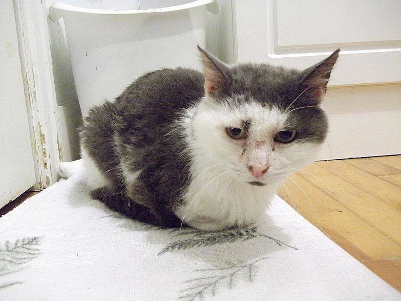 Кот истратил все свои 9 жизней, прожив 11 лет на улице
