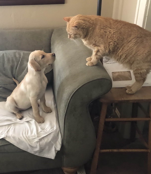 Смешные зверьки 