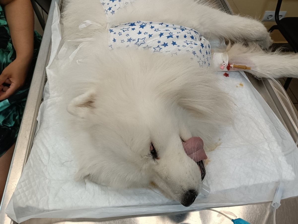 Нижегородские ветеринары спасли собаку, съевшую 10 детских игрушек