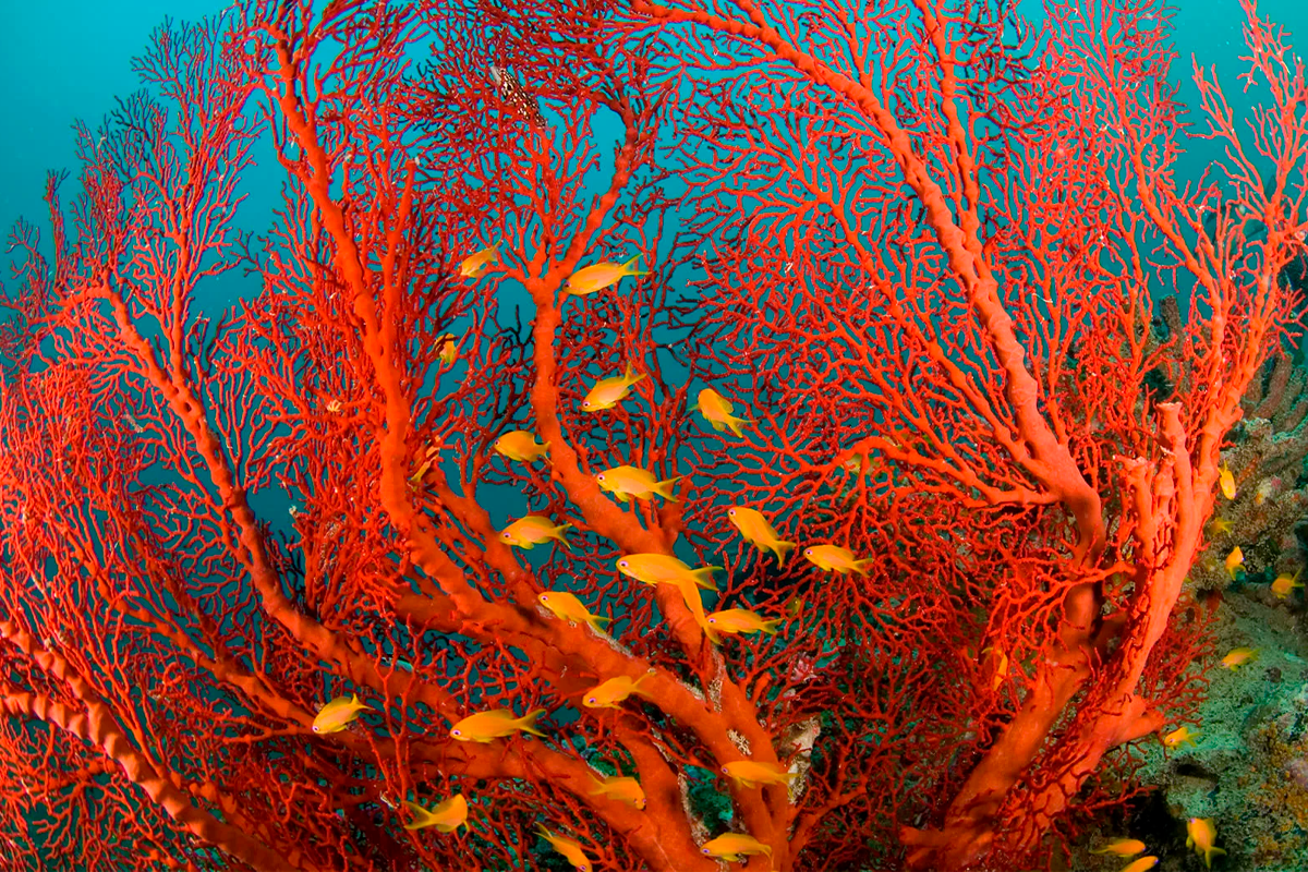 Огненный коралл