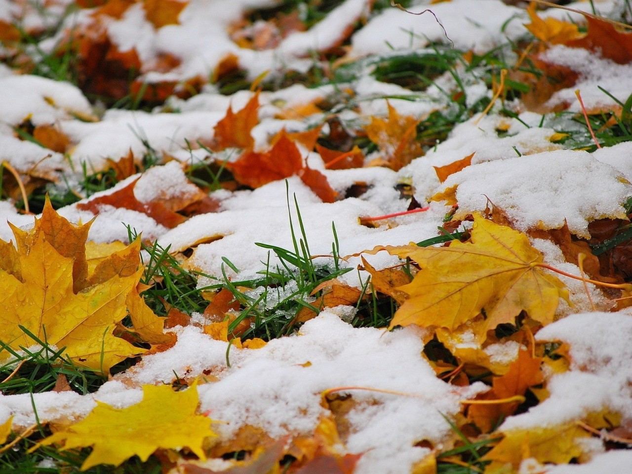 HD картинка Первый осенний снег осень, листья, снег. HD картинки на рабочий стол