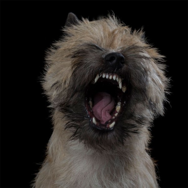 Чистосердечные портреты животных Чистосердечные портреты животных красивые фотографии,приколы,фото приколы