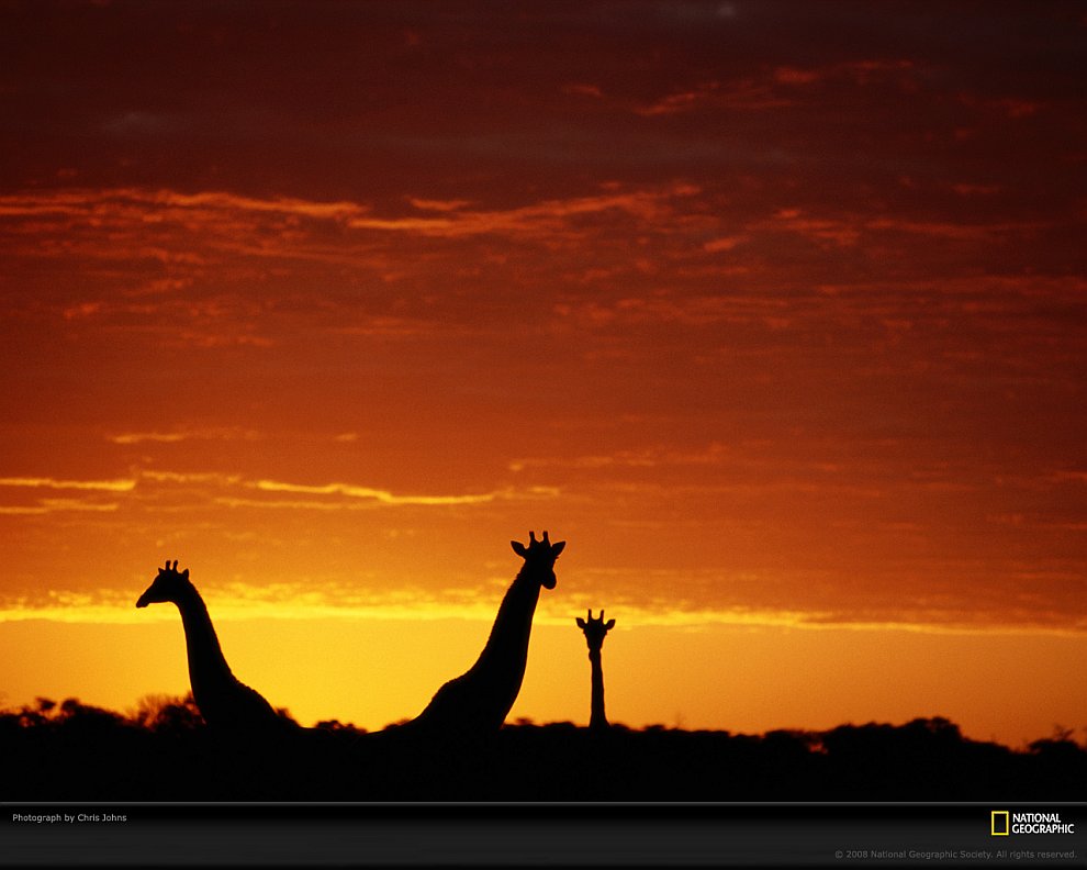 Жирафы в Ботсване