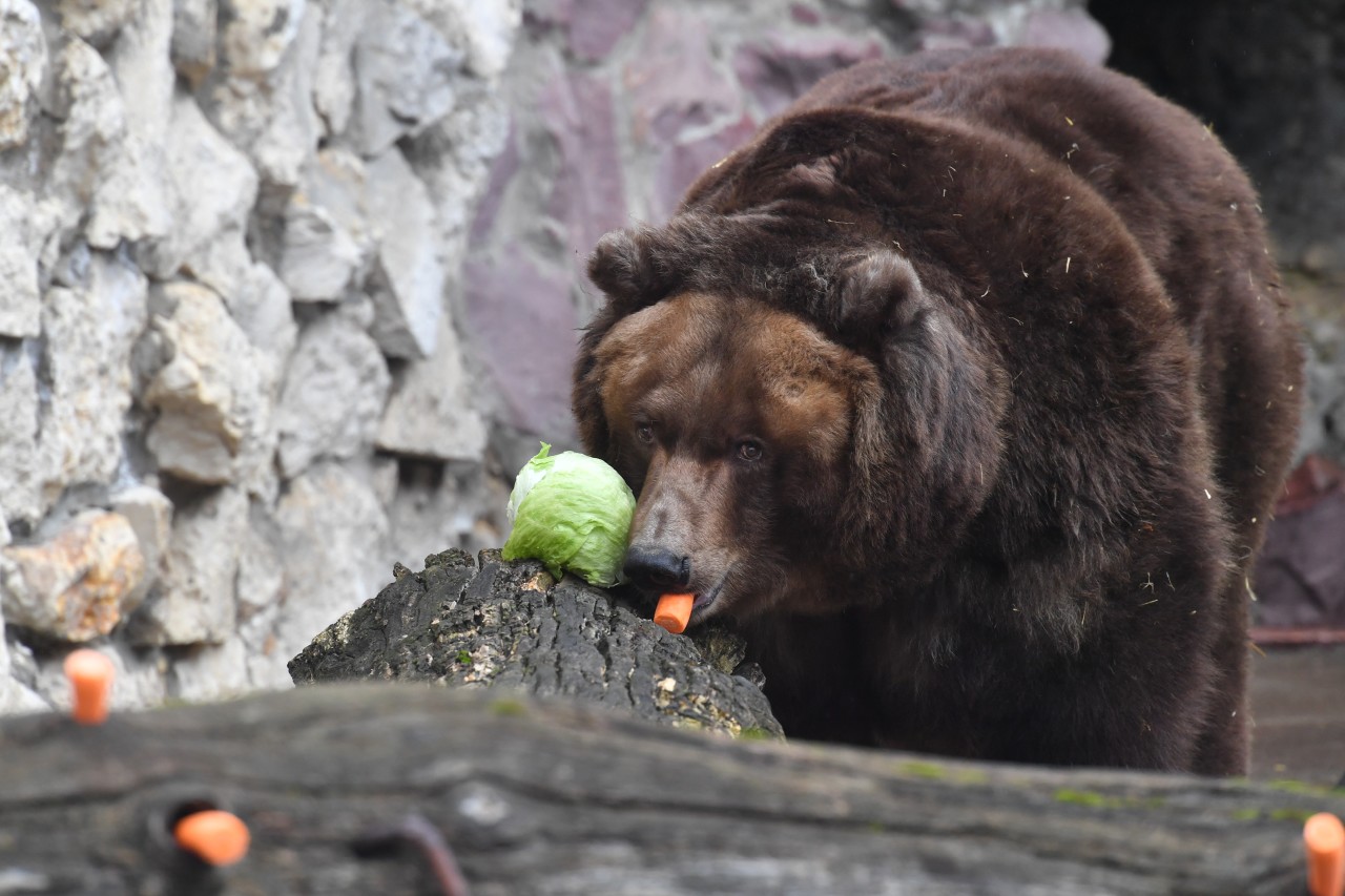 Не вернуть в среду обитания: в Архангельске разбираются с медведем, которого мучают живодеры