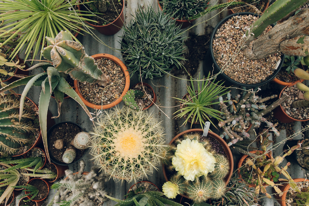 «Дуэт фотографов путешествует по миру, снимая ботанические сады, оранжереи и теплицы 11