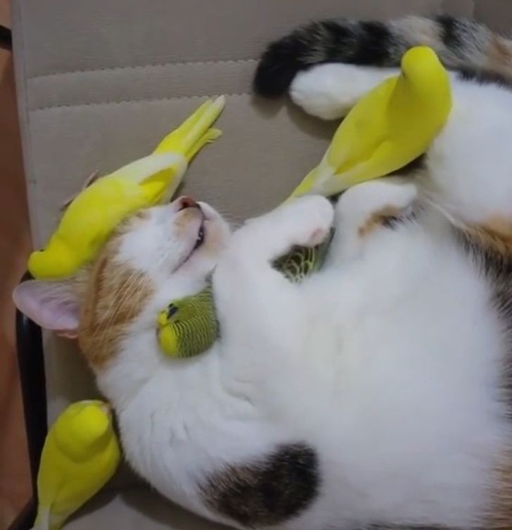 Фотография: 22 котика, в которых внезапно проснулся охотничий инстинкт, но они забыли как это делается №6 - BigPicture.ru