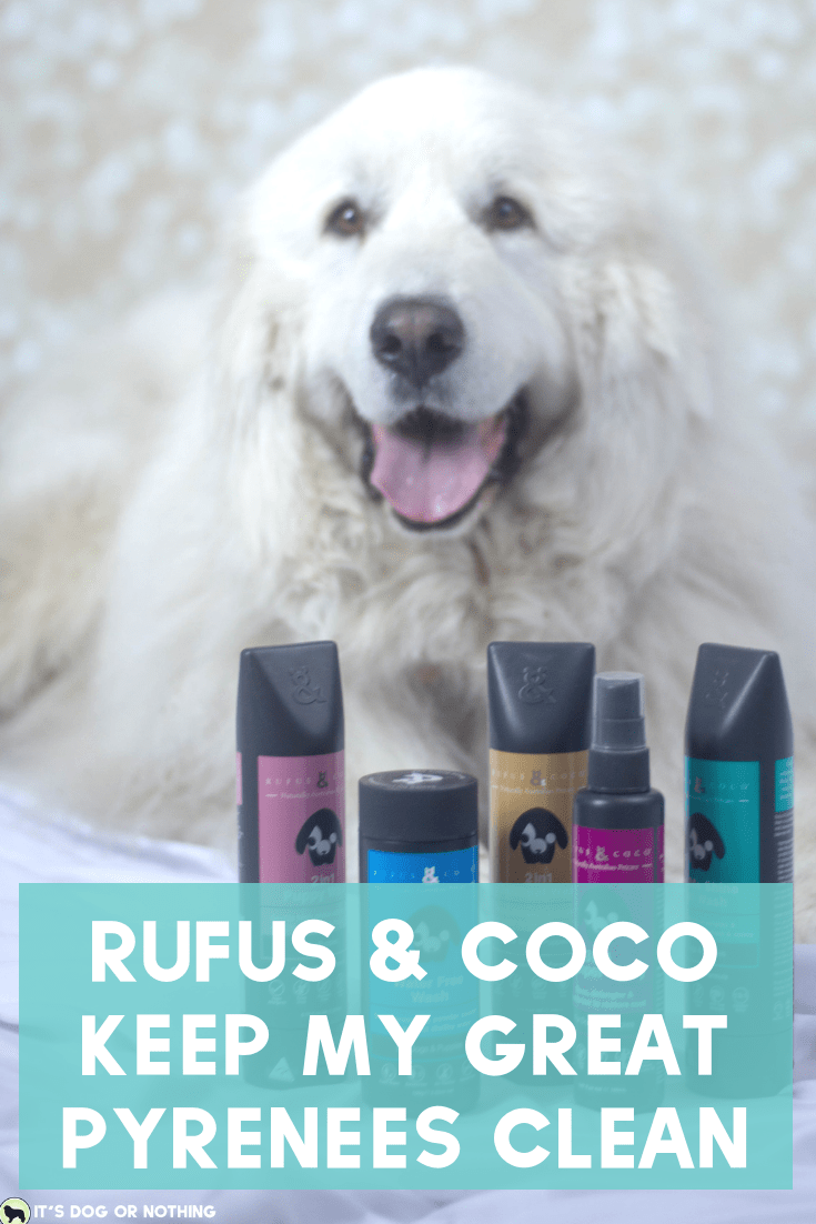 Pacific Northwest winters are rough, y'all. Keeping my Great Pyrenees clean and white is a daily struggle. I hate bathing them frequently because it isn't good for their fur, but they need sprucing! That's why I'm loving Rufus & Coco's Water Free Wash. #whatadogwants #petsmartgrooming #newtopetsmart #rufusandcoco #naturallyaustralian #feellikeashowdog