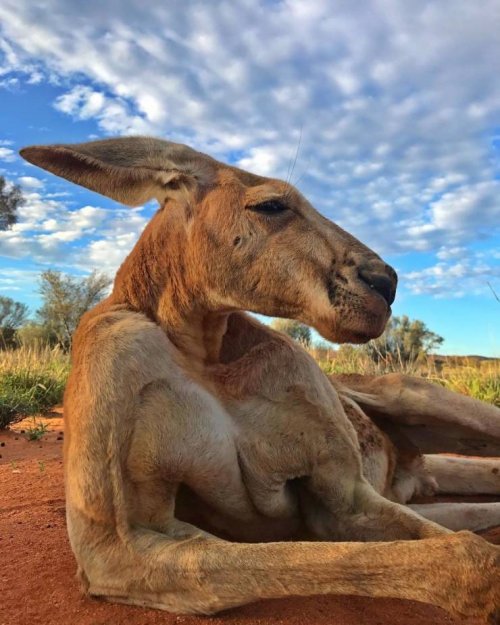 26 фотографий с животными, которые подарят позитив и вызовут улыбку 26 фотографий с животными, которые подарят позитив и вызовут улыбку mir-interes.info