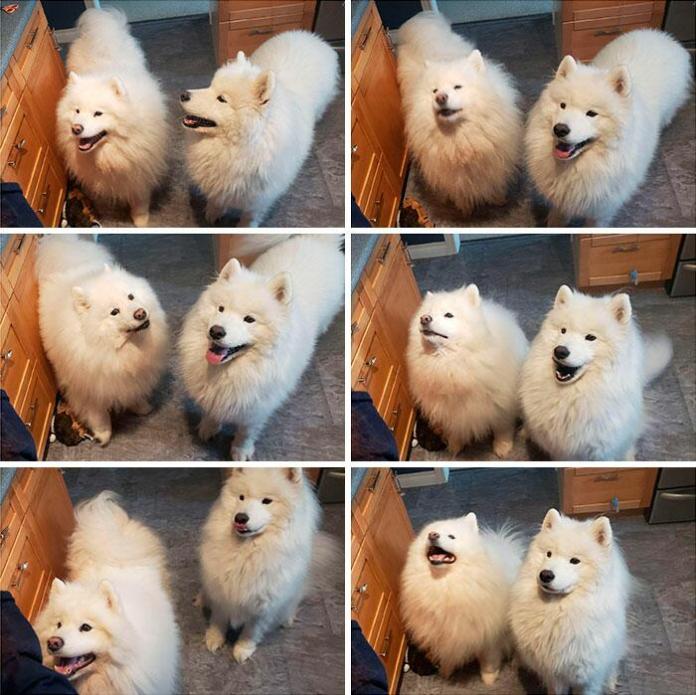 Без кота и жизнь не та