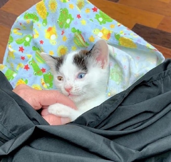 Котенок в конверте 