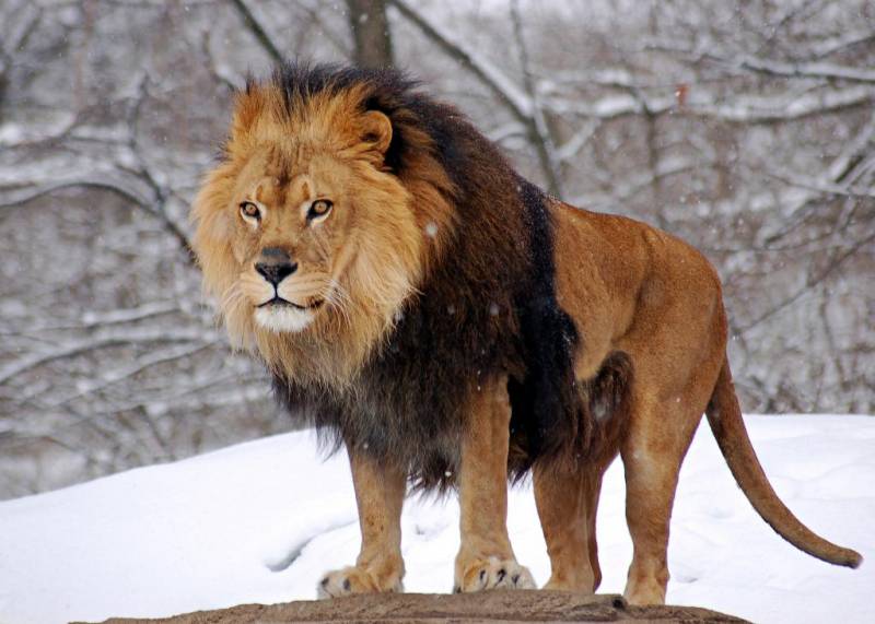 Самые большие львы в мире. Рекорды, максимальный вес, фото гигантов