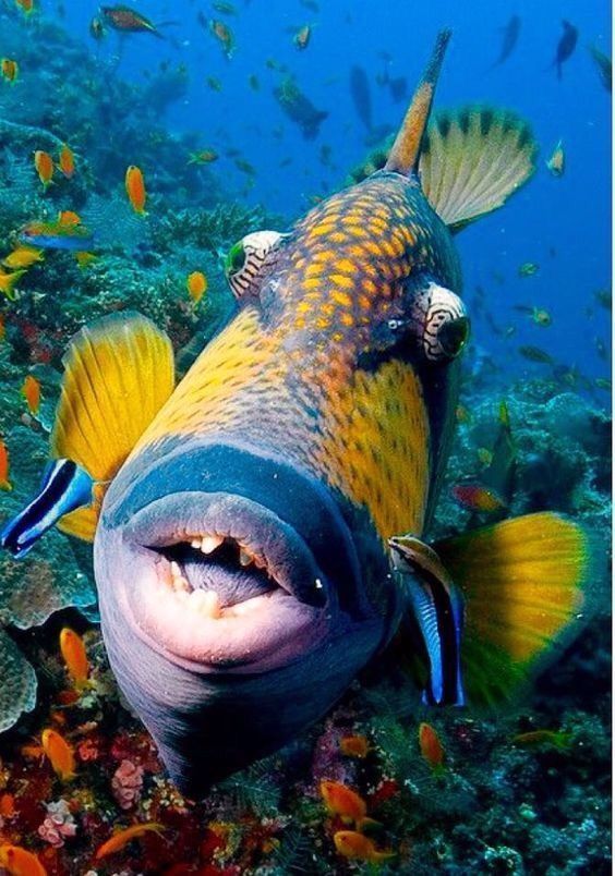 Голубоперый балистод: опасная рыба с жуткими зубами и агрессивным поведением