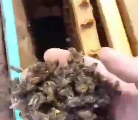Горы мертвых пчел: в хуторе под Новороссийском пасечники забили тревогу