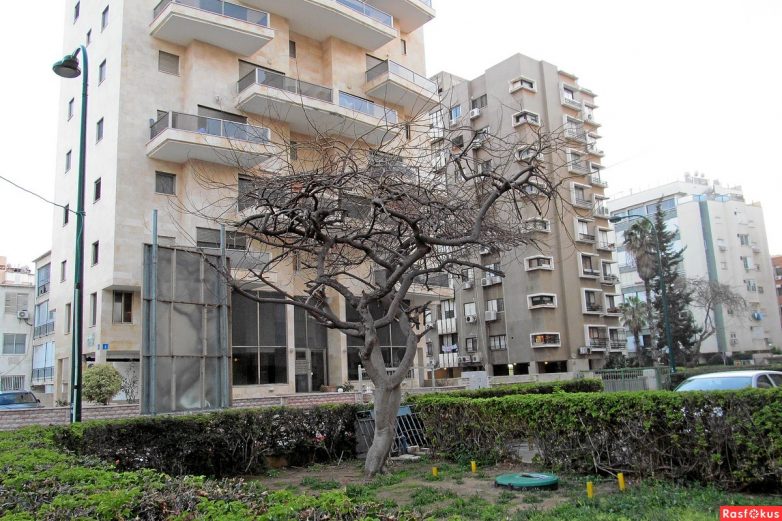 Израиль — страна-пустыня? Нет, страна-сад! Израиль — страна-пустыня? Нет, страна-сад!