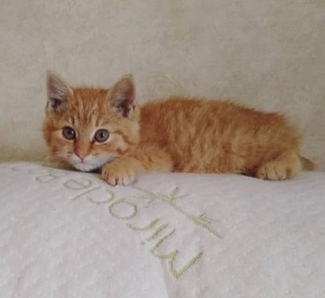 Испуганный котенок