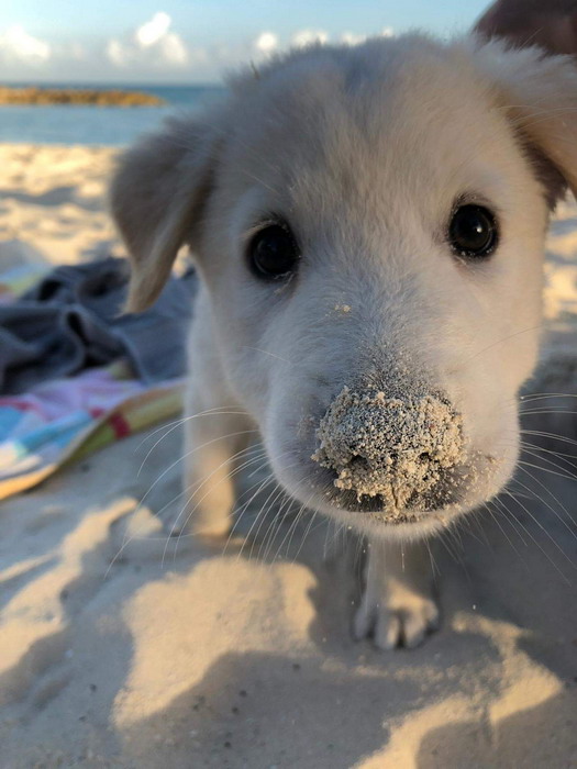 Смешные зверьки 