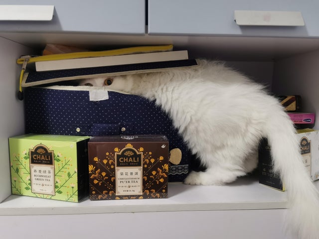 Фотография: 22 котика, в которых внезапно проснулся охотничий инстинкт, но они забыли как это делается №5 - BigPicture.ru