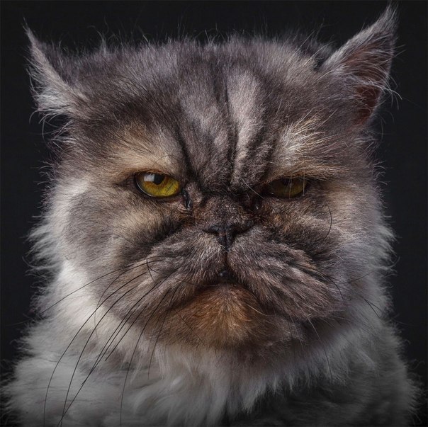 Чистосердечные портреты животных Чистосердечные портреты животных красивые фотографии,приколы,фото приколы