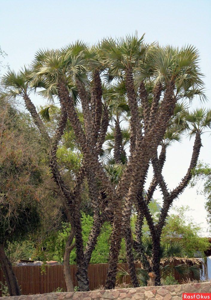 Израиль — страна-пустыня? Нет, страна-сад! Израиль — страна-пустыня? Нет, страна-сад!