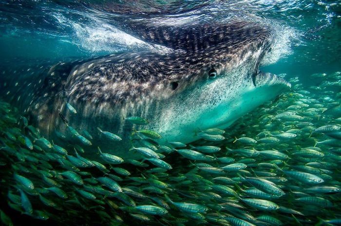 30 самых потрясающих фото, которые были опубликованы в National Geographic natgeo100contest