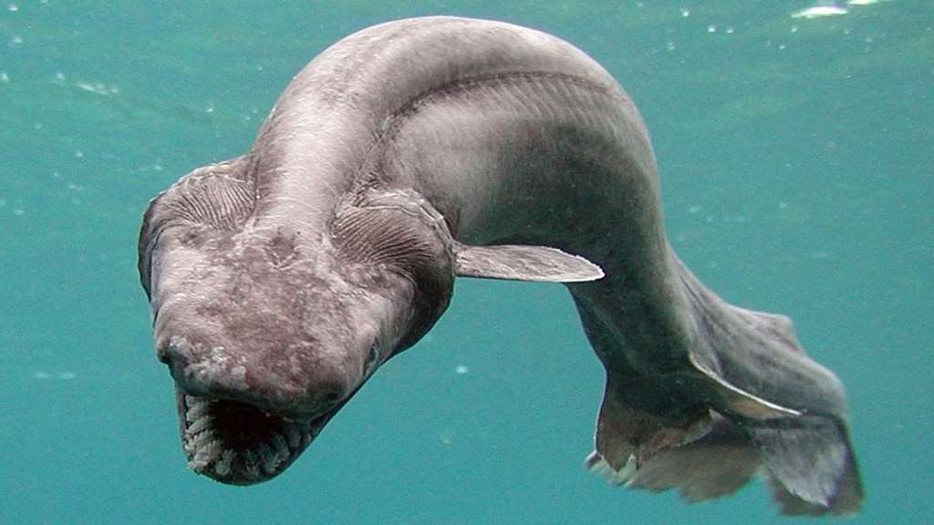 Зло таится под водой. Самые страшные морские создания