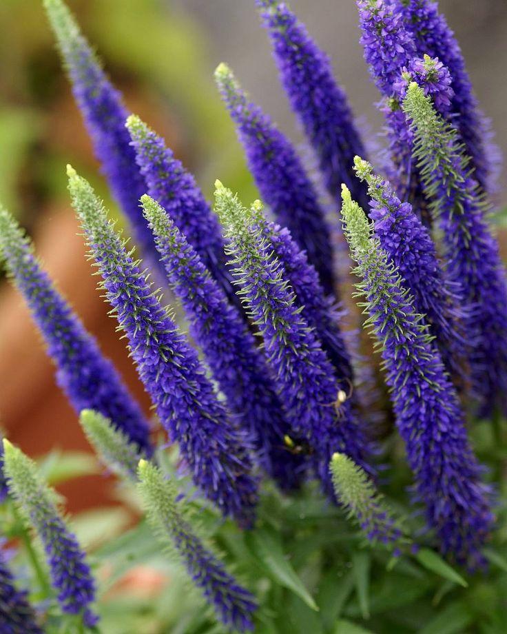 Какие цветы посадить на даче, если у вас много солнца или много тени растение, грунт, стоит, любит, можно, цветы, лучше, почву, высаживать, хорошо, переносит, только, когда, заморозков, требует, нужно, выращивают, цветет, рекомендуется, поэтому