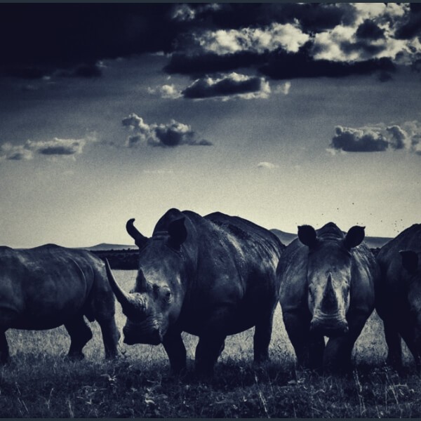 носороги в поле