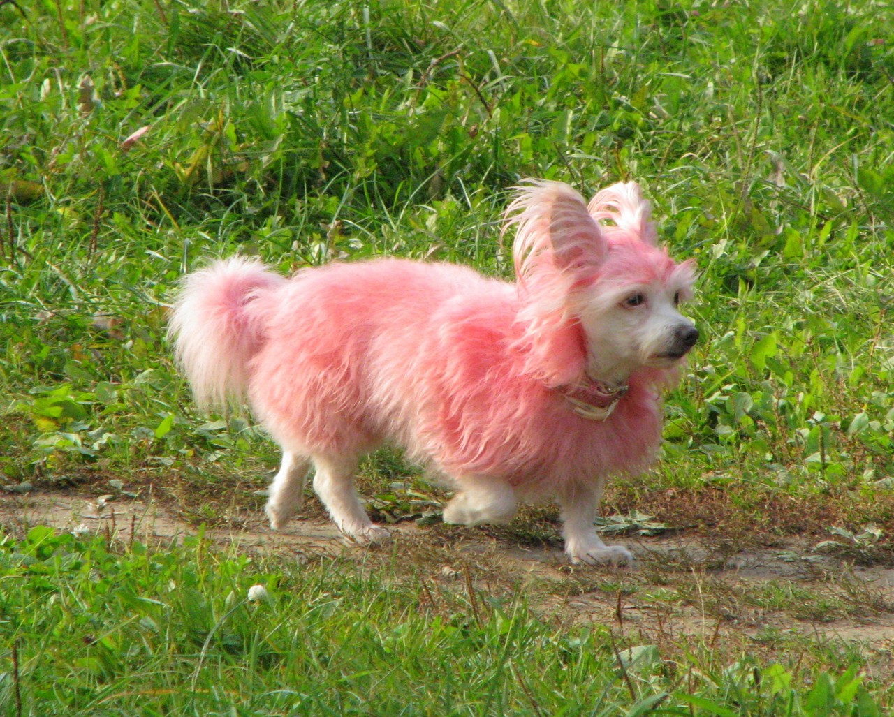 розовые собаки фото