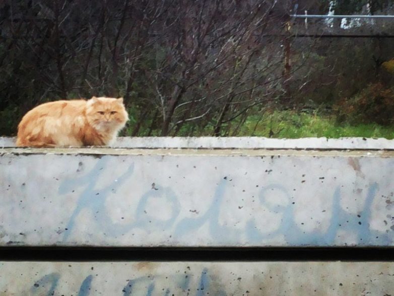 Колоритные уличные коты