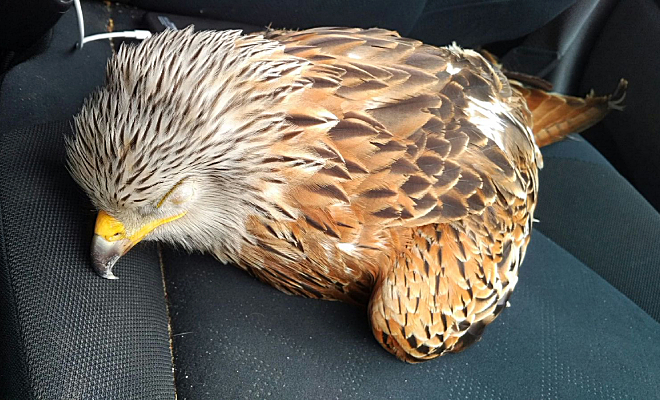 Водитель спас упавшего орла, положил на сиденье и повез к ветеринару. В пути орел очнулся: видео