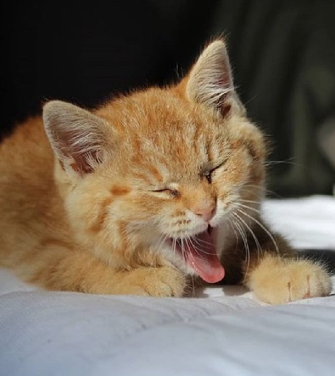 Котенок на кровати