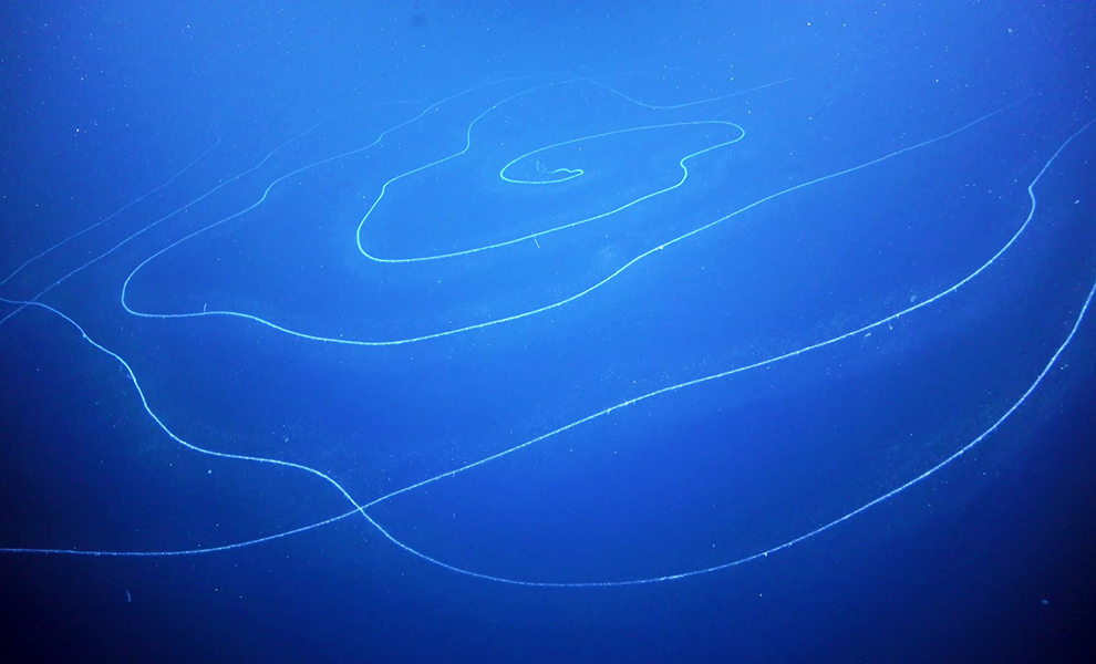 В глубине океана заметили тонкие нити. Однако затем оказалось, что это гигантское живое существо длиной 45 метров Культура