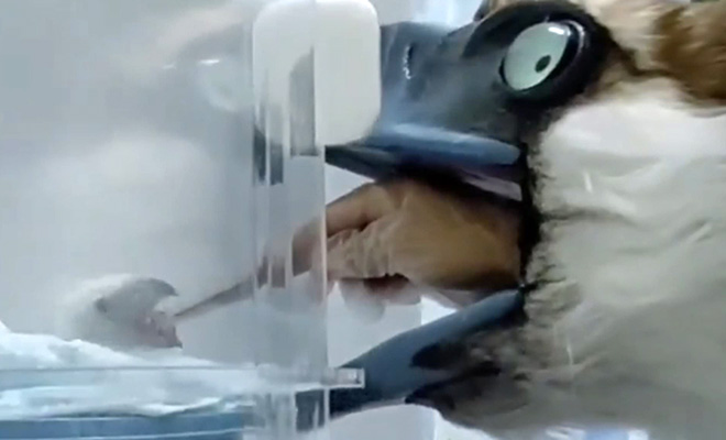 Зоолог замаскировался в орла, чтобы покормить отказывающегося от еды орленка: видео