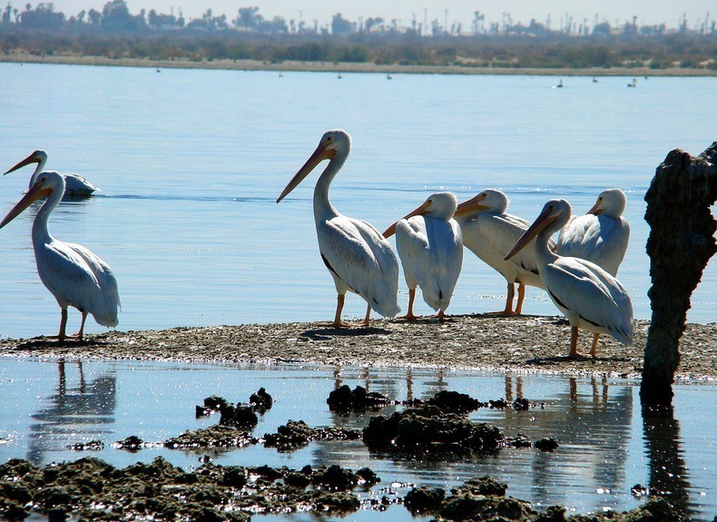 Молодое озеро Солтон-Си, которое появилось случайно природа,Путешествия,фото
