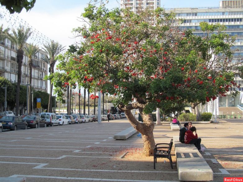 Израиль — страна-пустыня? Нет, страна-сад! Израиль — страна-пустыня? Нет, страна-сад!