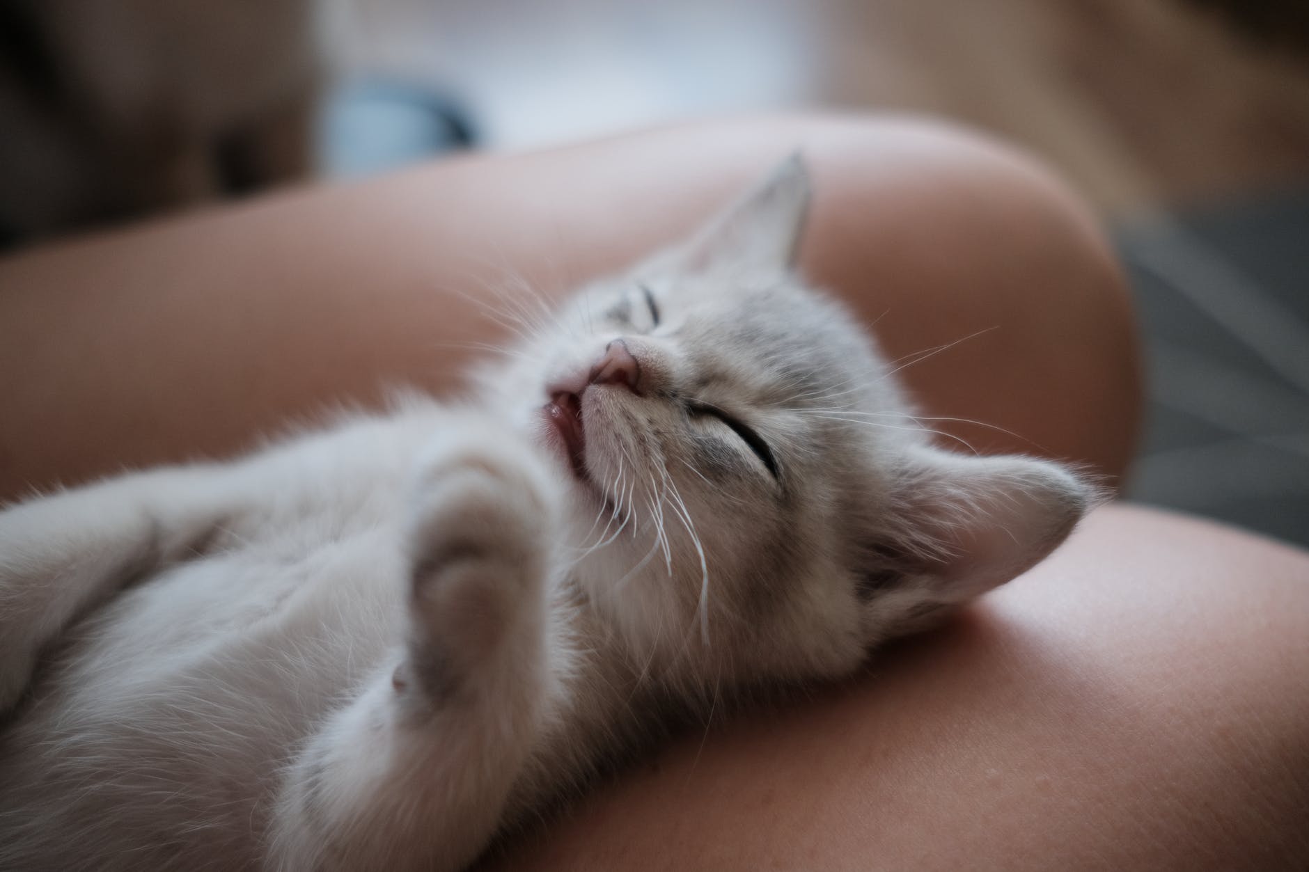 кошка спит