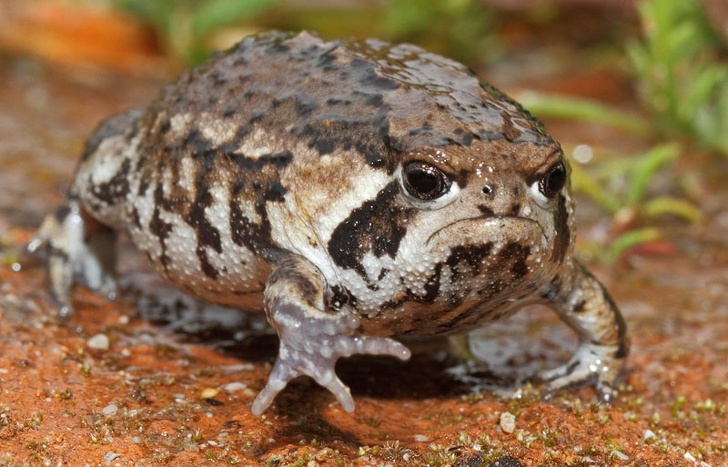 25 животных, которые пытались разозлиться, но заставили нас умилиться вместо этого 25 животных, которые пытались разозлиться, но заставили нас умилиться вместо этого