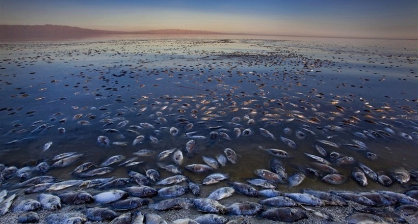 Молодое озеро Солтон-Си, которое появилось случайно