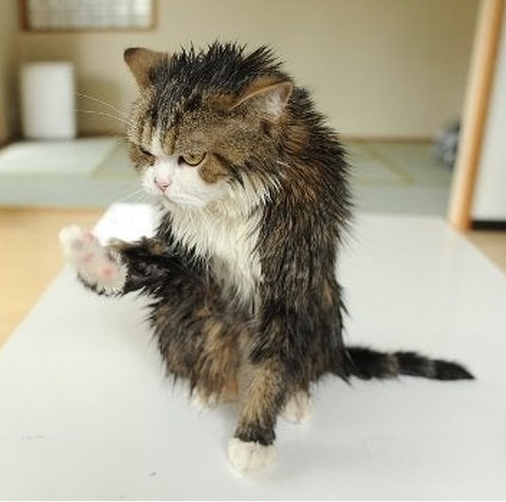 25 животных, которые пытались разозлиться, но заставили нас умилиться вместо этого 25 животных, которые пытались разозлиться, но заставили нас умилиться вместо этого